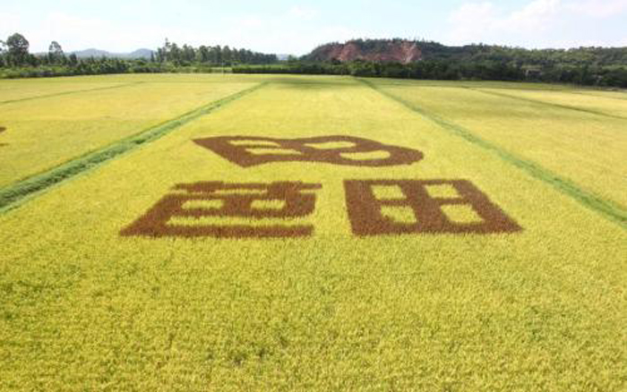 芭田股份